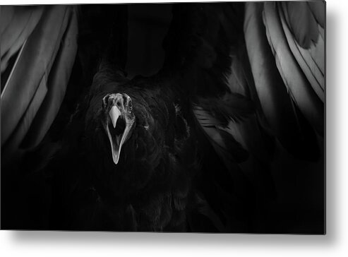 Turkey Vultures- Images Of Vultures- Images Of#raeannm.garrett- For Vulture Lovers- Birds Of The Draper Museum Raptor Experience- Buffalo Bill Center Of The West Birds Suli- Metal Print featuring the photograph A dragon in heart by Rae Ann M Garrett