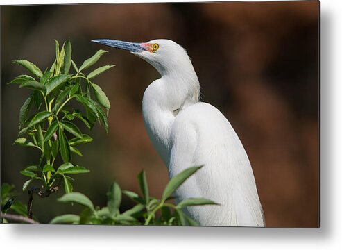 Wildlife Metal Print featuring the photograph A Resting Snowy Egret by Kenneth Albin