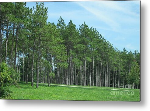 Photography Metal Print featuring the photograph All in a Row by Kathie Chicoine