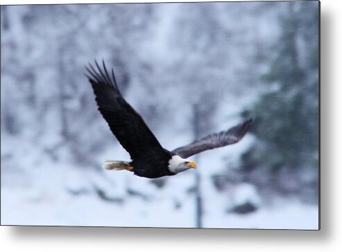 Eagle Metal Print featuring the photograph An eagle through th snowy air by Jeff Swan