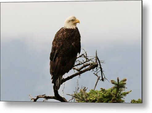 Bald Eagle Metal Print featuring the photograph Bald Eagle - 4 by Christy Pooschke