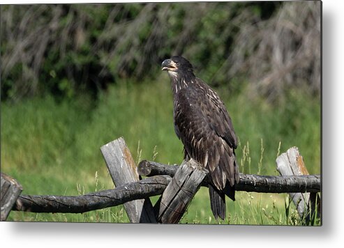 Eagle Metal Print featuring the photograph Bald Eagle by Ronnie And Frances Howard