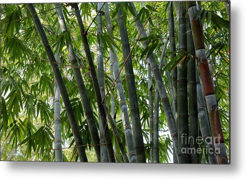 Bamboo Metal Print featuring the photograph Beautiful Bamboo by Carol Groenen