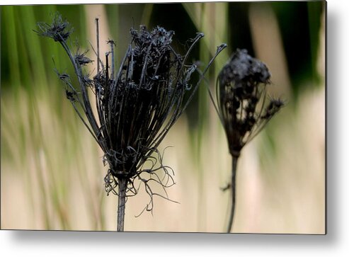 Queen Anne's Lace Metal Print featuring the photograph Beautiful Still by Betty-Anne McDonald