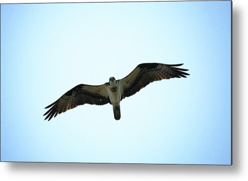 Bird Metal Print featuring the photograph Bird of Prey by Travis Rogers