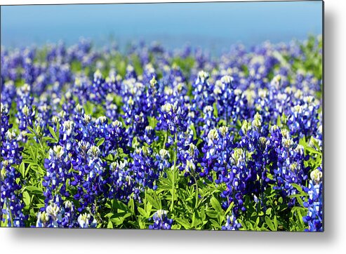 Austin Metal Print featuring the photograph Bluebonnets by Raul Rodriguez