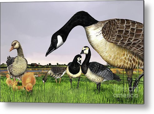Goose Metal Print featuring the painting Canada Goose - Greylag Goose with fledglings chicks - White fronted Goose - Barnacle Goose by Urft Valley Art \ Matt J G Maassen-Pohlen