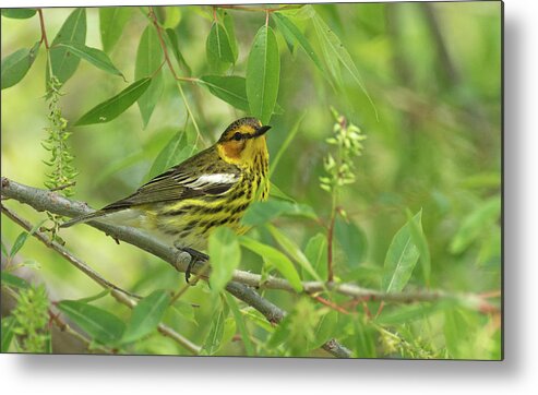 Cape May Warbler Metal Print featuring the photograph Cape May Warbler by Jim Zablotny