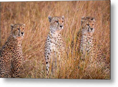 Cheetah Metal Print featuring the photograph Cheetah Alpine Glow by Jeffrey C. Sink