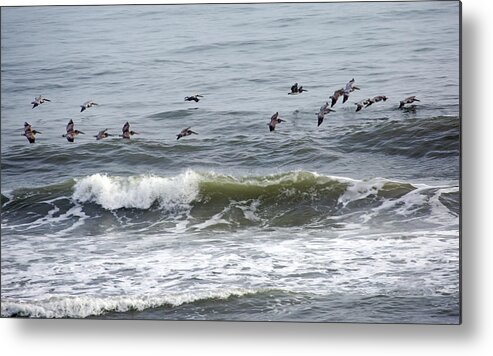 Pelicans Metal Print featuring the photograph Classic Brown Pelicans by Betsy Knapp
