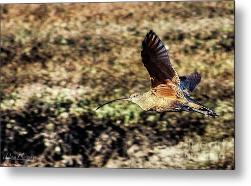 Bird Metal Print featuring the photograph Curlew in Flight by Adam Morsa