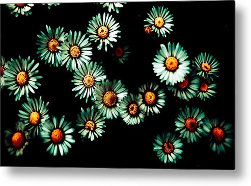 Daisies Metal Print featuring the photograph Daisies by Grebo Gray