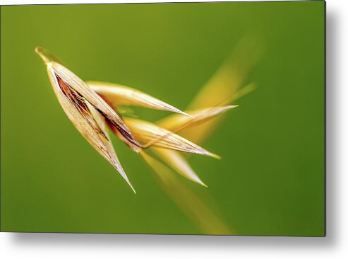 Grain Metal Print featuring the photograph Dancing Oats by Mah FineArt