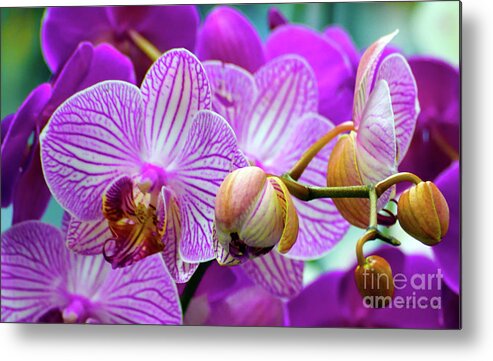 Decorative Metal Print featuring the photograph Decorative Fuschia Orchid Still Life by Mas Art Studio