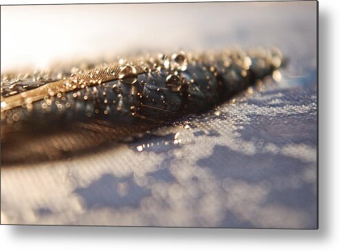 Adria Trail Metal Print featuring the photograph Feather in Puddle by Adria Trail