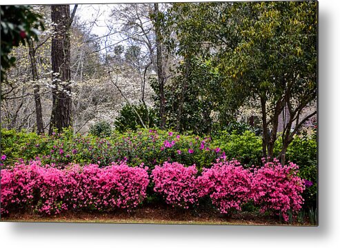 Azaleas Metal Print featuring the photograph Feels Like Home by Linda Brown