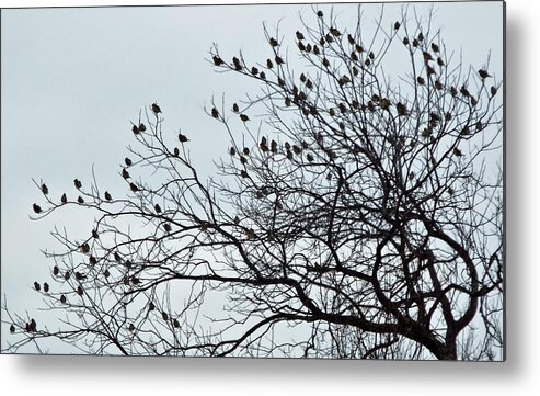 Resting Birds Metal Print featuring the photograph Finches to the wind by Michael Dillon