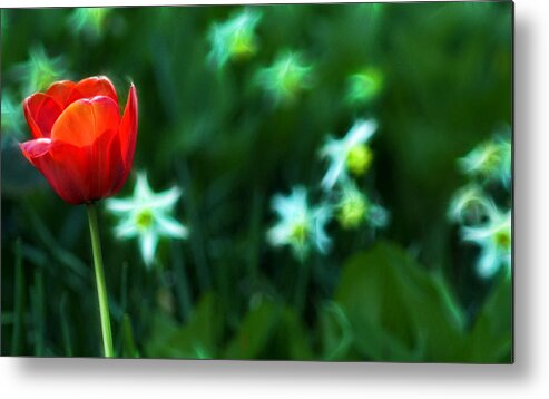 Tulip Metal Print featuring the photograph Flowers and Fractals by Cameron Wood