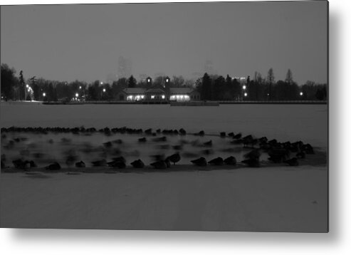 Geese Metal Print featuring the photograph Geese In Frozen Lake by Stephen Holst