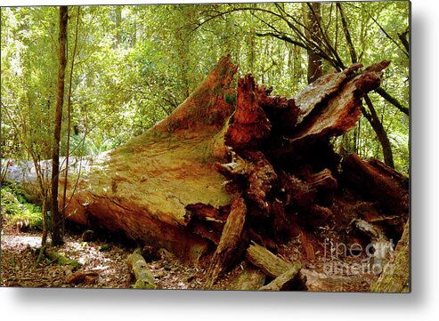 Giant Tree Metal Print featuring the photograph Giant has Lived its Life by Lexa Harpell