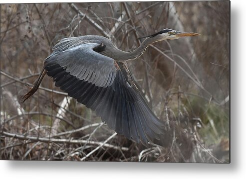 Heron Metal Print featuring the photograph Great Blue Getaway by Ben Foster