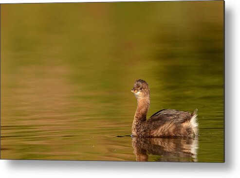 Wading Metal Print featuring the photograph Grebe by Eric Abernethy
