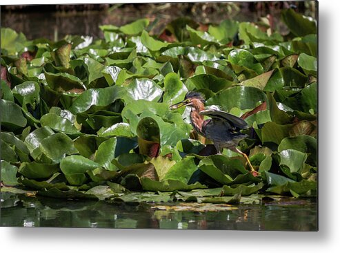 Birds Metal Print featuring the photograph Green Heron Juvenile Learning to Fish by Adam Rainoff