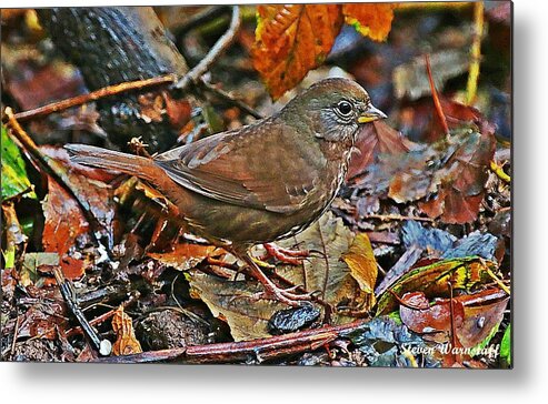 Oregon Metal Print featuring the photograph Grounded by Steve Warnstaff