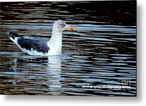 Laughing Gull Metal Print featuring the photograph Gull On Winter's Pond by Tami Quigley