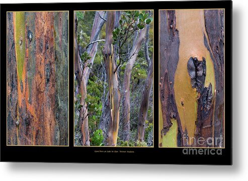 Australia Metal Print featuring the photograph Gum Trees at Lake St Clair by Werner Padarin