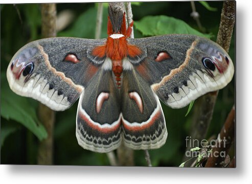 Cecropia Moth Metal Print featuring the photograph Happy Birthday by Randy Bodkins