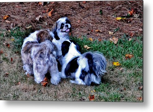 Dogs Metal Print featuring the photograph Hi Guys by Eileen Brymer