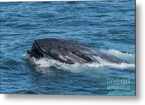 Whale Metal Print featuring the photograph Humpback Whale Tubercles by Lorraine Cosgrove