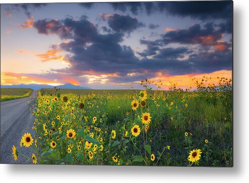 Evening Metal Print featuring the photograph In The Evening Light by Tim Reaves
