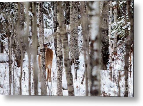 Minnesota Metal Print featuring the photograph Indus Fawn by Lori Dobbs