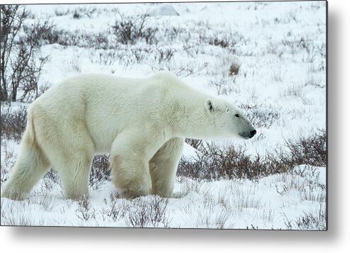 Bears Metal Print featuring the photograph Large Polar Bear in the Snow by Steven Upton