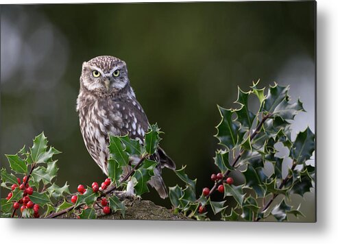 Little Metal Print featuring the photograph Little Owl Amongst Holly by Pete Walkden
