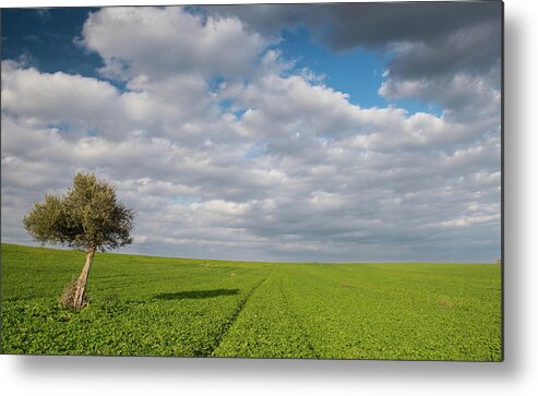 Olive Tree Metal Print featuring the photograph Lonely Olive tree in a green field and moving clouds by Michalakis Ppalis