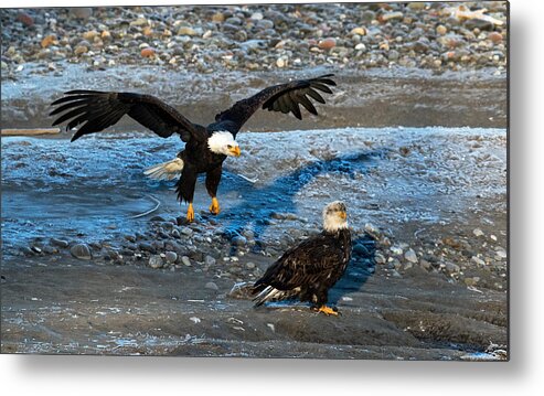 Eagle Metal Print featuring the photograph Look Out From Above by Shari Sommerfeld