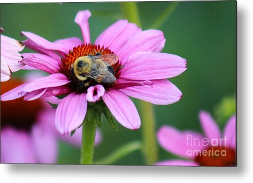 Pink Metal Print featuring the photograph Nature's Beauty 70 by Deena Withycombe