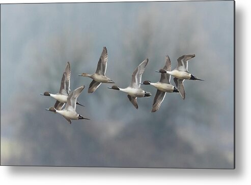 Ducks Metal Print featuring the photograph Northern Pintails in Flight by Angie Vogel