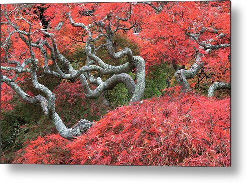 October Metal Print featuring the photograph October Red by Blaine Owens