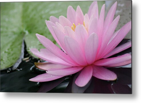 Flower Metal Print featuring the photograph Pink Water Lily by Mary Anne Delgado