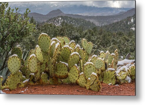Cactus Metal Print featuring the photograph Cactus Country by Racheal Christian