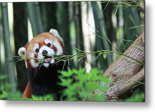 Panda Metal Print featuring the photograph Red Panda by Gina Fitzhugh