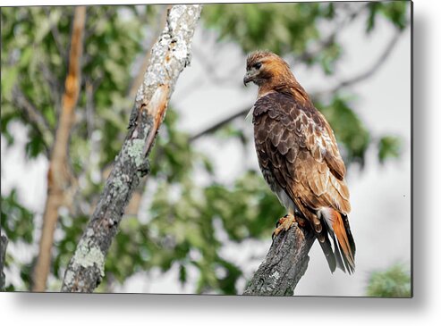 Red Tailed Hawk Metal Print featuring the photograph Red Tailed Hawk by Sam Rino