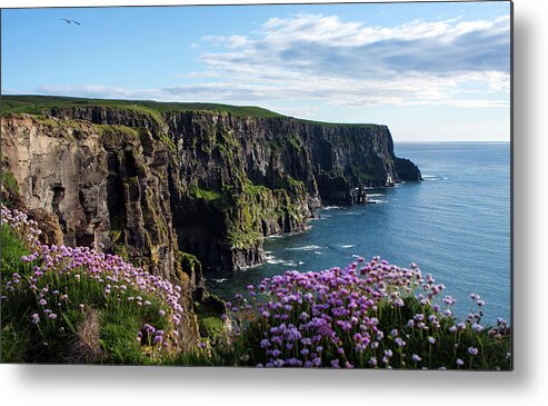 Ireland Metal Print featuring the photograph Sea Pink On The Cliffs by Aidan Moran