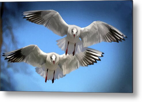 Seagulls Metal Print featuring the photograph Seagulls in Flight by David Dehner