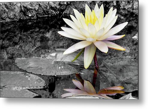 Lotus Metal Print featuring the photograph Self Reflection by Bradley Dever