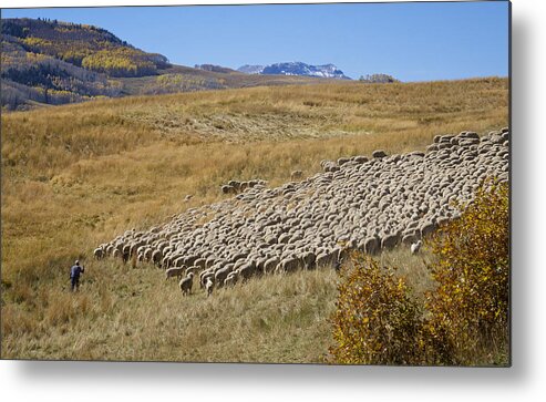 Animals Metal Print featuring the photograph Shepherd Moving the Flock - Telluride Colorado by Mary Lee Dereske
